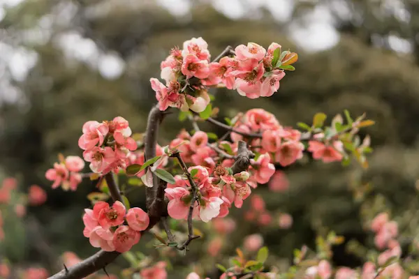 Pink blossoms (2)